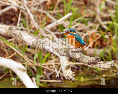 Eisvogel (Alcedo Atthis) an einem Fluss in Irland. Stockfoto