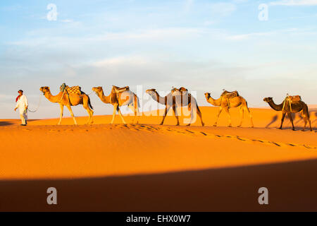 Berber Mann an der Spitze Kamel Zug in Sahara Wüste, Erg Chebbi, Marokko Stockfoto