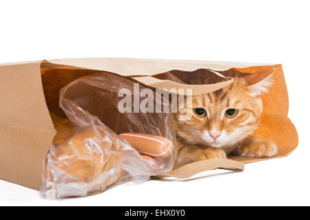 Rote Katze in eine Papiertüte mit dem Essen, isoliert Stockfoto