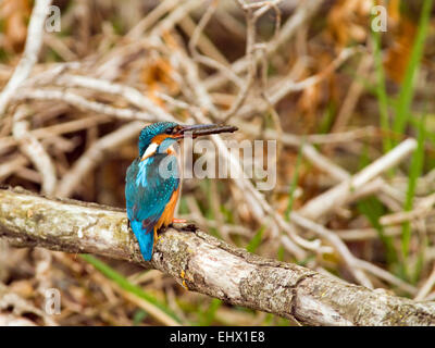 Eisvogel (Alcedo Atthis) an einem Fluss in Irland. Stockfoto