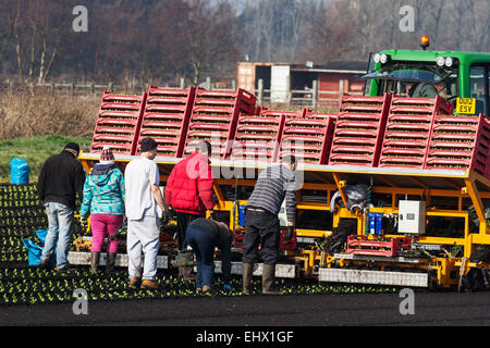 Landarbeiter in Tarleton, Southport, Lancashire, Großbritannien. März 2015. Warme Temperaturen und trocknende Böden ermöglichen es Arbeitskräften, Arbeitern und Besitzern von Wanderfarmen, Romaine oder Cos-Salat mit einem automatischen Salattopf zu Pflanzen, der bis zu 12000 Sämlinge pro Stunde pflanzt. Diese sollten nun im neu bebauten Boden gedeihen. Dieses Gebiet, größtenteils ländliches Land, das Gemüsekulturen gewidmet ist, die auf dem reichen und fruchtbaren Boden von Tarleton Moss angebaut werden, versorgt viele der großen Supermärkte im Vereinigten Königreich sowie unabhängige Einzelhändler, Großhändler, Lebensmitteldienstleister und Lebensmittelhersteller. Stockfoto