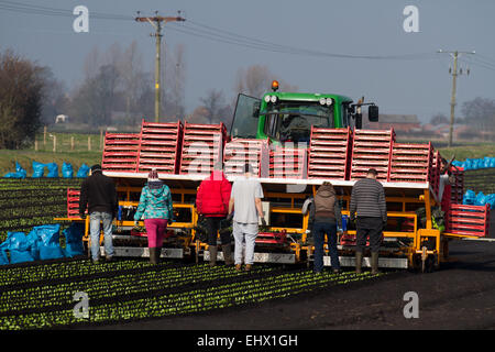 Tarleton, Southport, Lancashire, UK. 18. März 2015. Warme Temperaturen und trocknen Böden ermöglichen Migranten Landarbeiter, Arbeiter und Eigentümer Romaine oder Cos Salat mit einer automatischen Salat Pflanzer die Anpflanzung von bis zu 12000 Setzlinge pro Stunde zu Pflanzen. Diese sollte nun im neu bebaute Boden gedeihen soll. Diesem Bereich weitgehend Ackerland Gemüsekulturen angebaut auf dem reichen und fruchtbaren Boden der Tarleton Moss gewidmet, beliefert viele der großen Supermärkte im Vereinigten Königreich sowie unabhängige Einzelhändler, Großhändler, Gastronomie, Lebensmittel verarbeitenden Sektor. Stockfoto