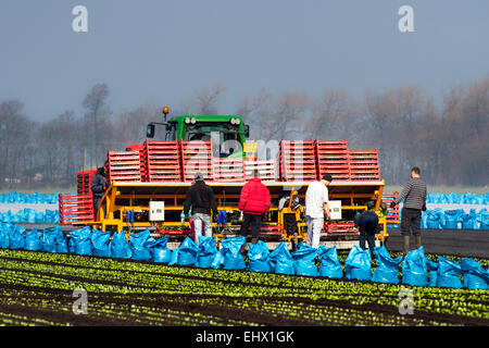 Farmmitarbeiter in Tarleton, Southport, Lancashire, Großbritannien. März 2015. Warme Temperaturen und trocknende Böden ermöglichen es Wanderarbeitern, Arbeitern und Besitzern, Romaine oder Cos-Salat mit einem automatischen Salattopf zu Pflanzen, der bis zu 12000 Sämlinge pro Stunde pflanzt. Diese sollten nun im neu bebauten Boden gedeihen. Dieses Gebiet, größtenteils ländliches Land, das Gemüsekulturen gewidmet ist, die auf dem reichen und fruchtbaren Boden von Tarleton Moss angebaut werden, versorgt viele der großen Supermärkte im Vereinigten Königreich sowie unabhängige Einzelhändler, Großhändler, Lebensmitteldienstleister und Lebensmittelhersteller. Stockfoto