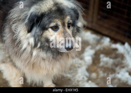 Großer Hund auf dem Hintergrund der Zellen Zuflucht für heimatlose Tiere Stockfoto