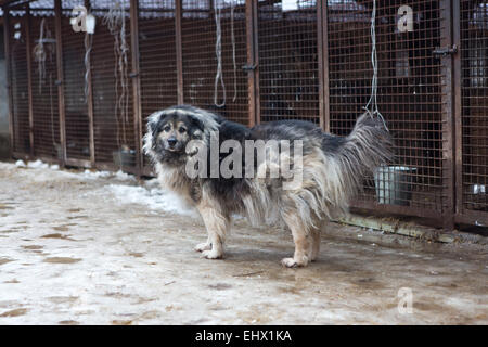 Großer Hund auf dem Hintergrund der Zellen Zuflucht für heimatlose Tiere Stockfoto