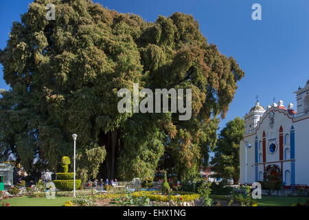 Santa María del Tule, Oaxaca, Mexiko - El Árbol del Tule, oder der Baum von Tule, eine Montezuma-Zypresse hat die größte circumf Stockfoto