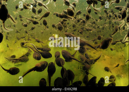 Gemeinsame europäische Kröte (Bufo Bufo) Kaulquappen versammelt sich in einem See, Mölln, Norddeutschland | Erdkrötenkaulquappen (Bufo Bufo) Stockfoto