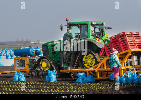 Tarleton, Southport, Lancashire, UK. 18. März 2015. Warme Temperaturen und trocknen Böden ermöglichen Migranten Landarbeiter, Arbeiter und Eigentümer Romaine oder Cos Salat mit einer automatischen Salat Pflanzer die Anpflanzung von bis zu 12000 Setzlinge pro Stunde zu Pflanzen. Diese sollte nun im neu bebaute Boden gedeihen soll. Diesem Bereich weitgehend Ackerland Gemüsekulturen angebaut auf dem reichen und fruchtbaren Boden der Tarleton Moss gewidmet, beliefert viele der großen Supermärkte im Vereinigten Königreich sowie unabhängige Einzelhändler, Großhändler, Gastronomie, Lebensmittel verarbeitenden Sektor. Stockfoto