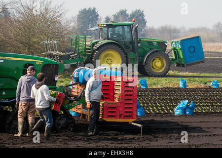 Tarleton, Southport, Lancashire, UK. 18. März 2015. Warme Temperaturen und trocknen Böden ermöglichen Migranten Landarbeiter, Arbeiter und Eigentümer Romaine oder Cos Salat mit einer automatischen Salat Pflanzer die Anpflanzung von bis zu 12000 Setzlinge pro Stunde zu Pflanzen. Diese sollte nun im neu bebaute Boden gedeihen soll. Diesem Bereich weitgehend Ackerland Gemüsekulturen angebaut auf dem reichen und fruchtbaren Boden der Tarleton Moss gewidmet, beliefert viele der großen Supermärkte im Vereinigten Königreich sowie unabhängige Einzelhändler, Großhändler, Gastronomie, Lebensmittel verarbeitenden Sektor. Stockfoto