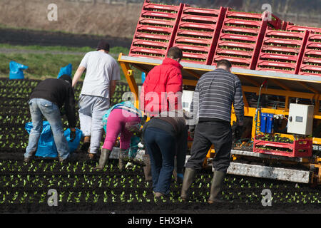 Tarleton, Southport, Lancashire, UK. 18. März 2015. Warme Temperaturen und trocknen Böden ermöglichen Migranten Landarbeiter, Arbeiter und Eigentümer Romaine oder Cos Salat mit einer automatischen Salat Pflanzer die Anpflanzung von bis zu 12000 Setzlinge pro Stunde zu Pflanzen. Diese sollte nun im neu bebaute Boden gedeihen soll. Diesem Bereich weitgehend Ackerland Gemüsekulturen angebaut auf dem reichen und fruchtbaren Boden der Tarleton Moss gewidmet, beliefert viele der großen Supermärkte im Vereinigten Königreich sowie unabhängige Einzelhändler, Großhändler, Gastronomie, Lebensmittel verarbeitenden Sektor. Stockfoto