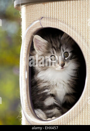 Norwegische Wald Katze Kätzchen mit Blick vom Hohlraum kratzen post Deutschland Stockfoto