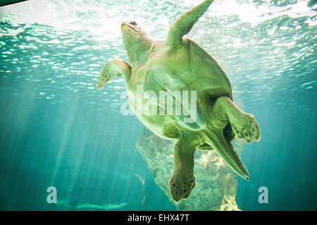 riesige Schildkröte Schwimmen unter dem Meer Stockfoto