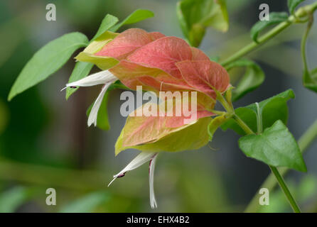 Garnelen Pflanze Blume - Justicia Brandegeeana Heimat Mexiko Stockfoto