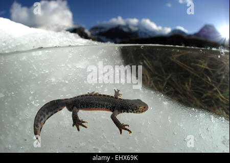 Männliche Bergmolch (Ichthyosaura Alpestris, früher Triturus Alpestris) im Schmelzwasser. Nationalpark Hohe Tauern, Österreich. | Alpen Stockfoto