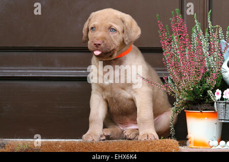Chesapeake Bay Retriever Welpen 6 Wochen alt, sitzt vor der Tür-Deutschland Stockfoto