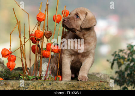Chesapeake Bay Retriever Welpen 6 Wochen alt sitzen nächste chinesische Laterne Stiele Deutschland Stockfoto