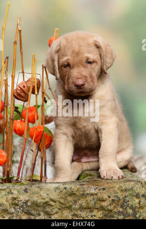 Chesapeake Bay Retriever Welpen 6 Wochen alt sitzen nächste chinesische Laterne Stiele Deutschland Stockfoto