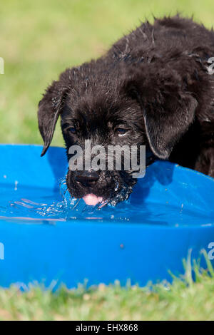 Schwarze Labrador Retriever Welpen trinken aus kleinen Swimming Pool Rasen Deutschland Stockfoto