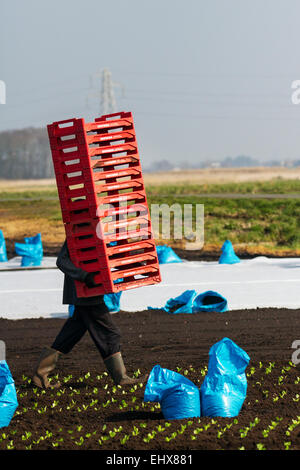 Tarleton, Southport, Lancashire, UK. 18. März 2015. Warme Temperaturen und trocknen Böden ermöglichen Migranten Landarbeiter, Arbeiter und Eigentümer Romaine oder Cos Salat mit einer automatischen Salat Pflanzer die Anpflanzung von bis zu 12000 Setzlinge pro Stunde zu Pflanzen. Diese sollte nun im neu bebaute Boden gedeihen soll. Diesem Bereich weitgehend Ackerland Gemüsekulturen angebaut auf dem reichen und fruchtbaren Boden der Tarleton Moss gewidmet, beliefert viele der großen Supermärkte im Vereinigten Königreich sowie unabhängige Einzelhändler, Großhändler, Gastronomie, Lebensmittel verarbeitenden Sektor. Stockfoto