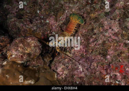 Zwei Spined Hummer (Panulirus Penicillatus), Cocos Island, Costa Rica Stockfoto