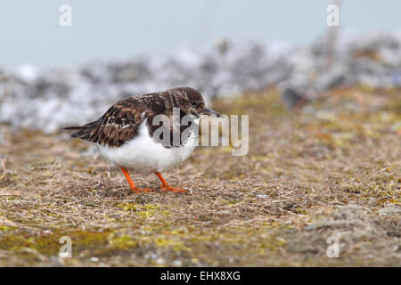 Ruddy Steinwälzer (Arenaria Interpres) stehen auf moosigen Boden, Nationalpark Lauwersmeer, Holland, Niederlande Stockfoto