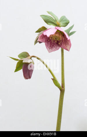 Fastenzeit Rose (Helleborus Orientalis-Hybriden), Emsland, Niedersachsen, Deutschland Stockfoto