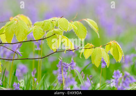 Junge Blätter an einem Ast der Rotbuche (Fagus Sylvatica) vor Atlantic Glockenblumen (Hyacinthoides non-Scripta), Deutschland Stockfoto