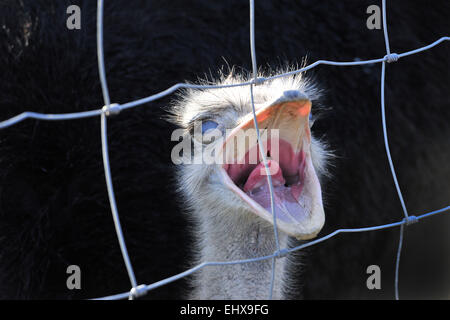 Strauß oder gemeinsame Strauß (Struthio Camelus), in Gefangenschaft, Baden-Württemberg, Deutschland Stockfoto