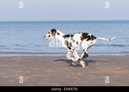 Harlekin Dogge juvenilen Hund läuft Strand der Ostsee Deutschland Stockfoto