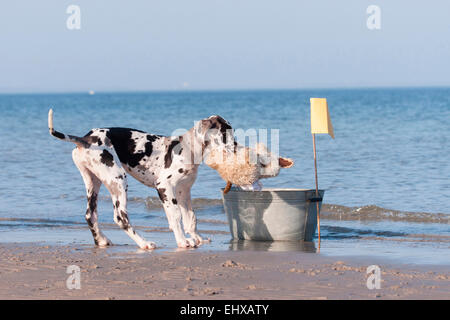 Harlekin Dogge juvenilen Hund holen Teddybär aus Wäsche Wanne am Strand der Ostsee Deutschland Stockfoto