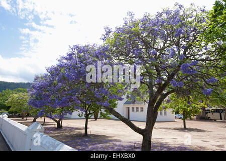 Lila Knospen Blumen auf blau (Jacaranda Mimosifolia) Jacarandabäume, Franschhoek, Südafrika Stockfoto