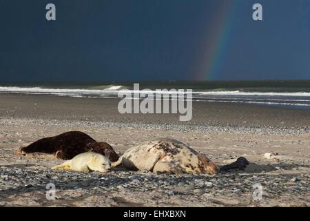 Graue Dichtung grau Seal Halichoerus Grypus Familie Strand Helgoland Deutschland Stockfoto