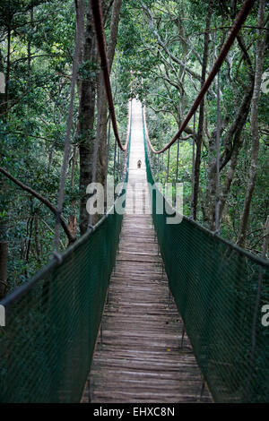 Brüllaffen, die Überquerung der Hängebrücke, Südafrika Stockfoto