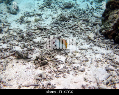 Threadfin Butterflyfish auf ein Korallenriff auf den Malediven Stockfoto