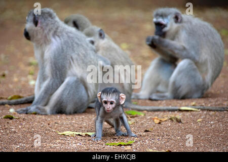 Vervet Affen (grüne Aethiops) mit einem Baby, Südafrika Stockfoto