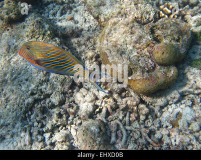 Gefütterte Doktorfisch schwimmen auf ein Riff auf den Malediven Stockfoto