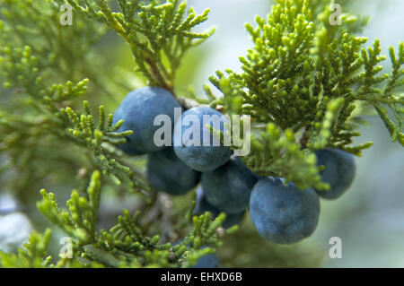 Juniperus Excelsa, gemeinhin als der griechischen Wacholder. Blaue Kegel (Beeren) sind mit grünen Blättern umgeben. Stockfoto