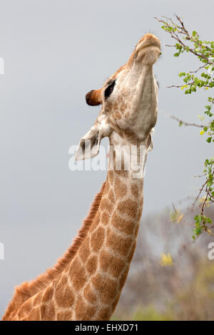 Giraffe (Giraffa Plancius), Essen Blätter von der Spitze eines Baumes, Krüger Nationalpark, Südafrika Stockfoto