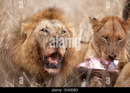 Löwen (Panthera Leo) Essen seine Beute, Krüger Nationalpark, Südafrika Stockfoto