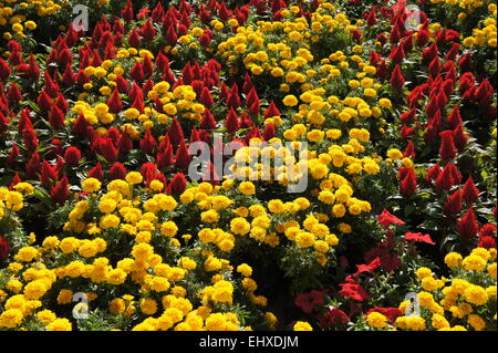 Schöne Blumen neben Straßen in Peking Stockfoto
