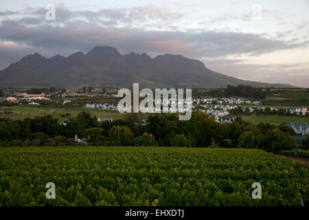 Reben im Weinberg, Stellenbosch, Westkap, Südafrika Stockfoto