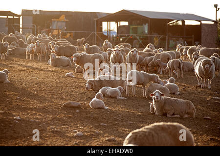 Herde von Schafen (Ovis Aries) in tierischen Stift, Südafrika Stockfoto