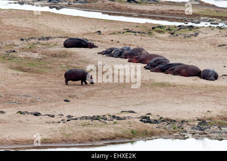 Gruppe von Flusspferd (Hippopotamus Amphibius) ruht auf Ufer, Krüger Nationalpark, Südafrika Stockfoto