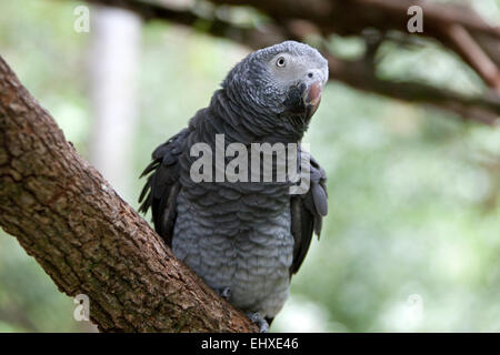 Afrikanisches Grau-Papagei (Psittacus Erithacus) hocken auf Ast, Südafrika Stockfoto