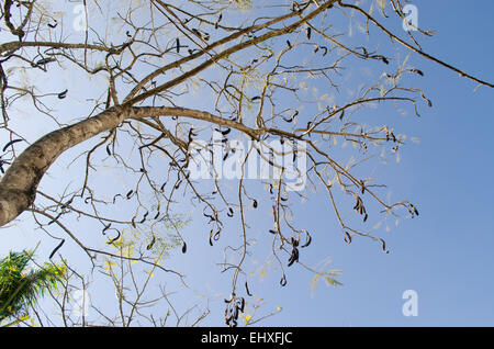 Eine verblasste und blattlosen Flamboyant Baum in Vietnam Stockfoto