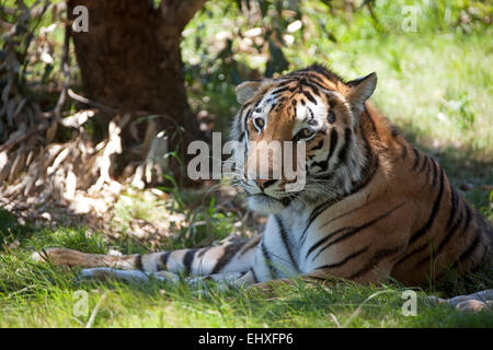 Tiger (Panthera Tigris) liegt im Schatten, Südafrika Stockfoto