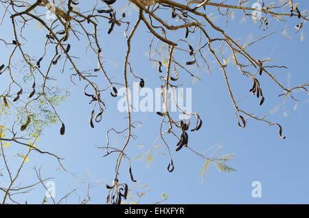 Eine verblasste und blattlosen Flamboyant Baum in Vietnam Stockfoto