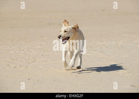 Glücklich gelbe Labrador Retriever laufen am Strand Stockfoto