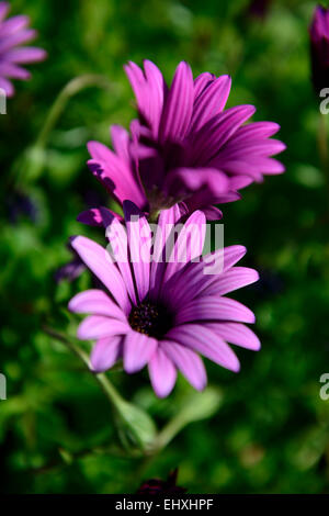 Osteospermum Ecklonis Gänseblümchen Blumen Stockfoto