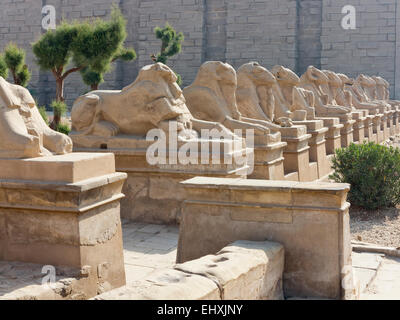 Allee der Ram leitete Sphinxen führt zu den ersten Pylon auf dem Tempel des Amun in Karnak, Luxor, Oberägypten Stockfoto